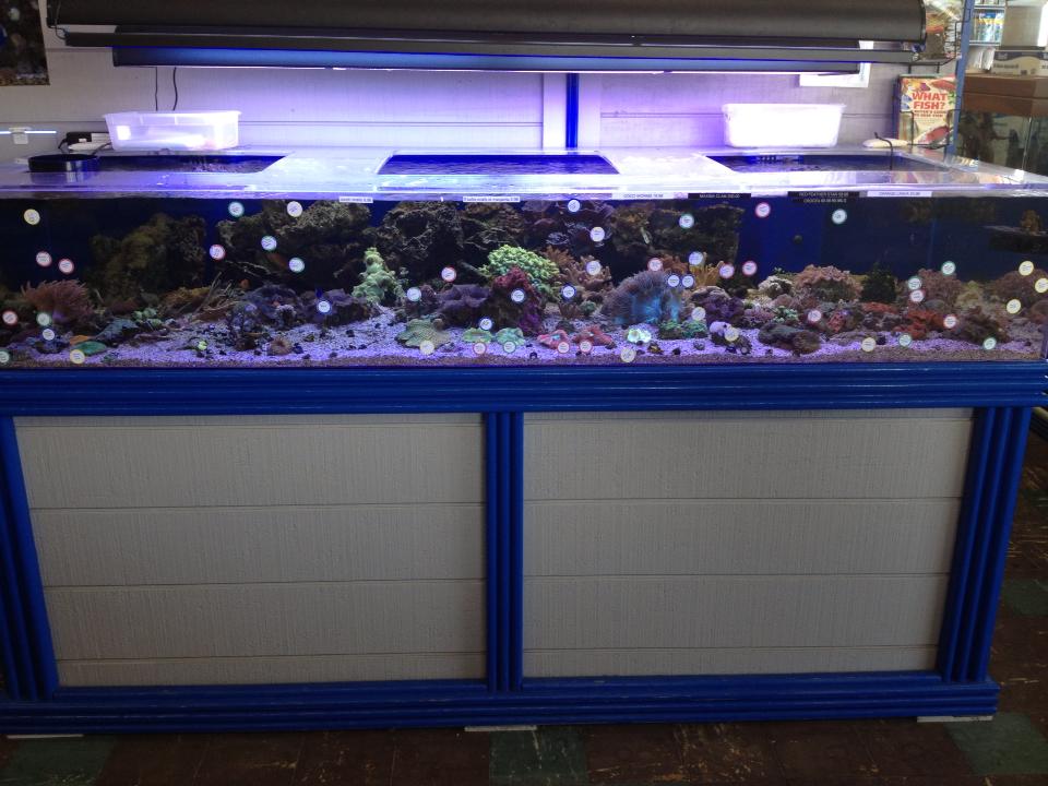 Stingray Bay Fish and Pet Supplies