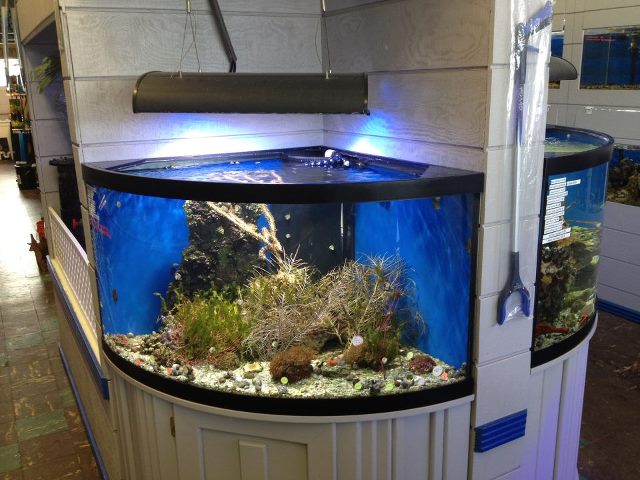 custom aquariums